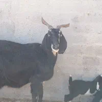 تعدادی بز و بزغاله نر و ماده|حیوانات مزرعه|جعفرآباد, |دیوار