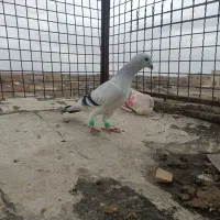 شامی نر|پرنده|اسفراین, |دیوار