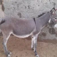 الاغ یا خر