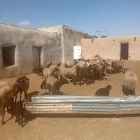 گوسفند|حیوانات مزرعه|قیدار, |دیوار