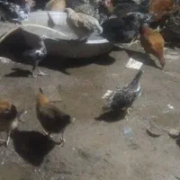 سوسنگرد