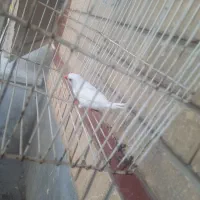 یک فنچ نر جوجه کشی دست خودم