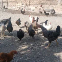 جوجه‌مرغ‌۵ماهه|حیوانات مزرعه|گلبهار, نوبهار|دیوار