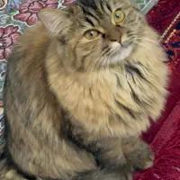 واگذاری گربه ماده|گربه|مشهد, ایثارگران|دیوار