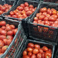 آبگیری گوجه و انگور