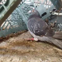 یک پلامی اصل درجه یک