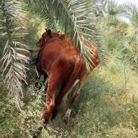 گاو و گوساله