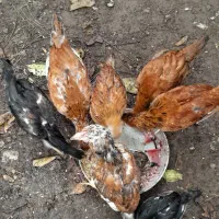 ۷تا نیمچه مرغ خروس محلی