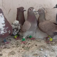 چند تا کفتر صید معاوضه هم دارم|پرنده|مشهد, مهدی آباد|دیوار