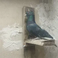 کبوتر|پرنده|کرج, باغستان|دیوار