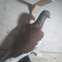 پلنگ سرخ و چندتا سبز|پرنده|بیرجند, |دیوار