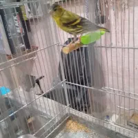 سهره زرد نر معاوضه با قناری