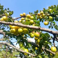 گوجه سبز محلی جوان