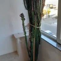 گل طبیعی و خانگی|گل و گیاه طبیعی|اشنویه, |دیوار