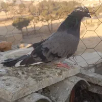 کفتر کبوتر|پرنده|اسلام‌شهر, شهرک سعیدیه|دیوار