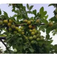 باغ میوه وآب|فروش زمین و ملک کلنگی|نیشابور, هفده شهریور|دیوار