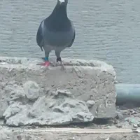 پلاکی