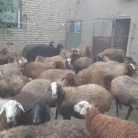 گوسفند