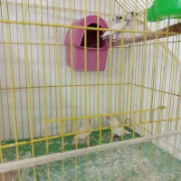 فنچ نر ماده با جوجه