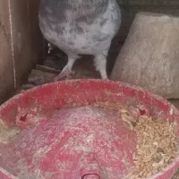 کبوتر نر  سرور|پرنده|اصفهان, گلزار|دیوار