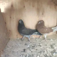 جوجه حسابی|پرنده|قم, ولیعصر|دیوار