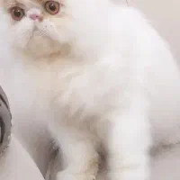 گربه پرشین نر از پدر و مادر وارداتی|گربه|تهران, شهرک نفت|دیوار