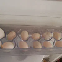 تخم کفتر واسه باز کردن زبان بچه