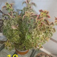 گل های طبیعی عزیز|گل و گیاه طبیعی|کامیاران, |دیوار