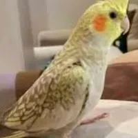 فروش ۵ عدد عروس هلندی نروماده با امکانات|پرنده|قائم‌شهر, |دیوار