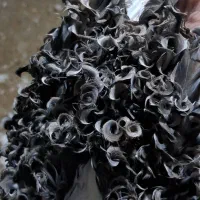 جکسون|پرنده|اصفهان, پل شریعتی|دیوار