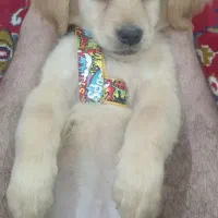 واگذاری رایگان توله گلدن اصیل