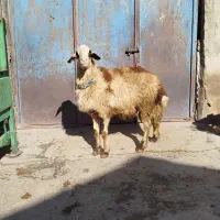 یک رس قورچ پلنگی به شرت پرش