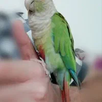 طوطی گرینچیک گمشد...ه