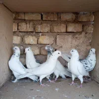 کبوتر پرشی شکار