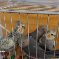 پرنده|پرنده|مشهد, نیزه|دیوار