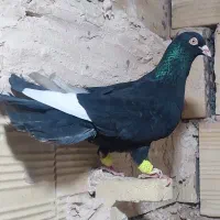 دوتا صید قلدور نر کفتر