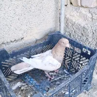 کربلایی ، طوقی، سینه ای، زاغ|پرنده|سراوان, |دیوار