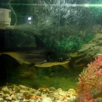 ماهی پنگوسی باله بلند