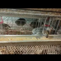 بلدرچین هر قیمتی موجود است از یک روز تا ۹۰ روزه|حیوانات مزرعه|اسالم, |دیوار