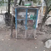 تعدادی کبوتربه همراه لانه جفت کن آهنی|پرنده|رشت, شهریاران|دیوار