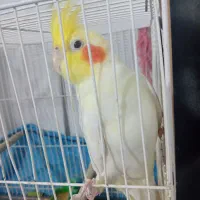 معاوضه عروس نر