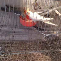 عروس هلندی دوکت و مولد و معاوضه|پرنده|رشت, حومه رشت|دیوار