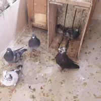 پرنده کفتر