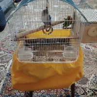 طوطی برزیلی با قفس و همه چی