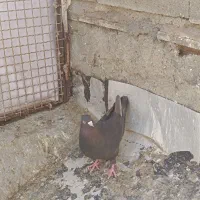 کفتر بهبهونی