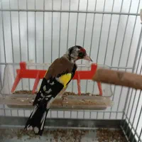 سهره دهن باغی