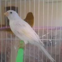 تعدادی قناری    ماده   و جوجه   فائو