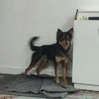 توله گوش تیز نر یکساله