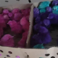 جوجه رنگی|حیوانات مزرعه|ازنا, |دیوار