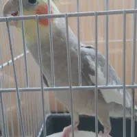 عروس هلندی|پرنده|پاکدشت, پاکدشت (مامازند)|دیوار